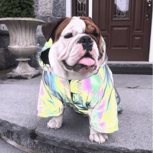 Pupreme Regenjas voor honden (reflectief)
