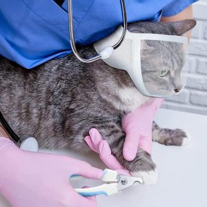 Muilkorf voor katten