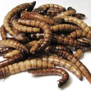 Moriowormen (doosje) 50 Gram